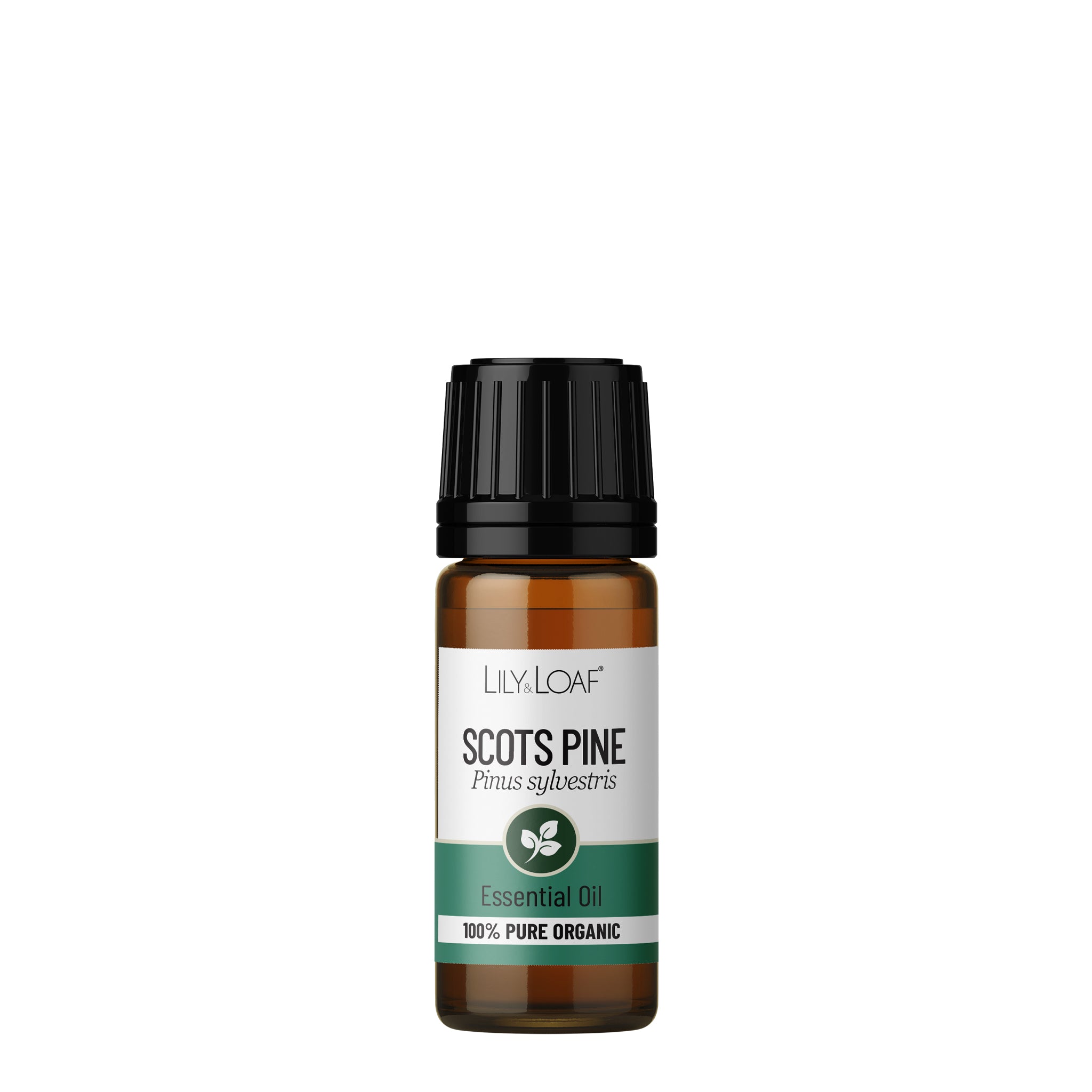 Scots Pine Organic Essential Oil